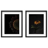RÖDALM Frame with poster, sunflowers, 40x50 cm