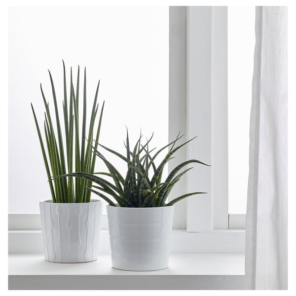 SANSEVIERIA Potted plant, assorted, 12 cm