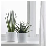 SANSEVIERIA Potted plant, assorted, 12 cm