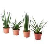 SANSEVIERIA Potted plant, assorted, 12 cm
