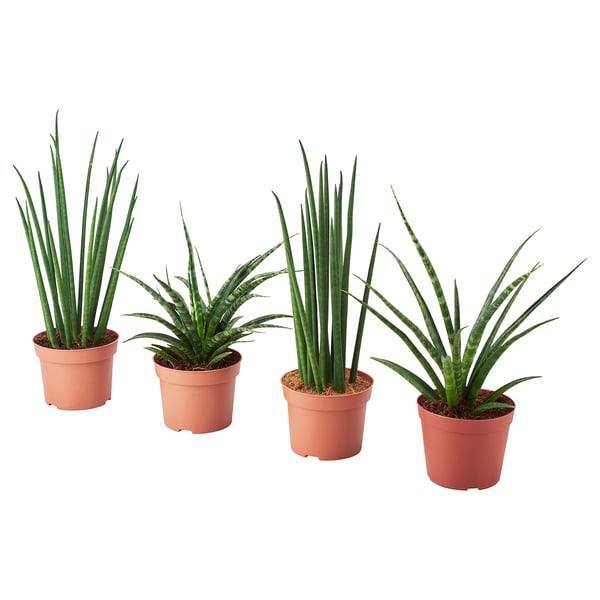 SANSEVIERIA Potted plant, assorted, 12 cm