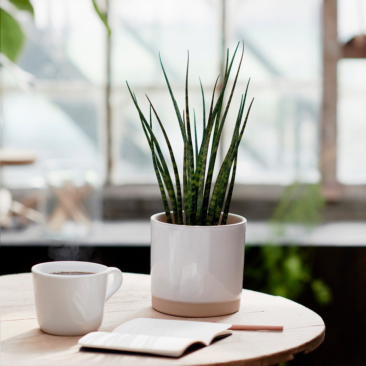 gixxer 　TKSPOT グローホワイト4号深鉢×2個 SANSEVIERIA potted plant, assorted, 12 cm - IKEA
