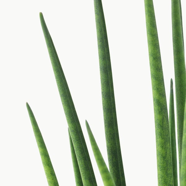 SANSEVIERIA Potted plant, assorted, 12 cm
