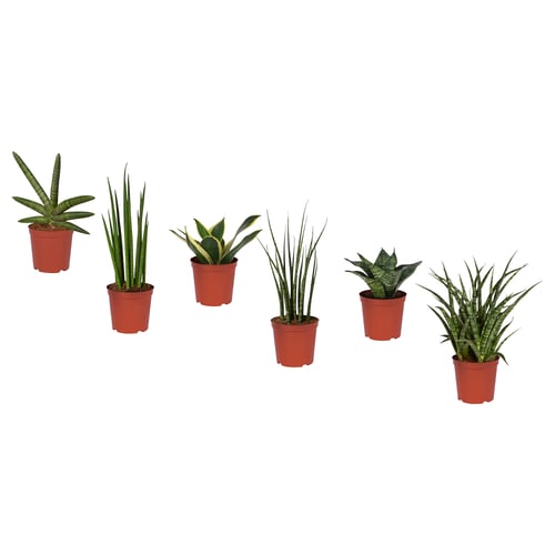 Six green plants in red pots, neatly aligned.