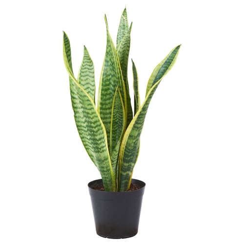Black-potted sansevieria with yellow-edged leaves.