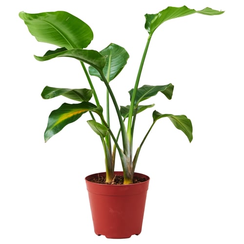 Red-potted STRELITZIA, broad green leaves, easy indoor décor.