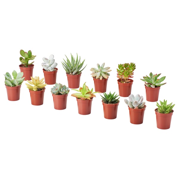 SUCCULENT Potted plant, assorted/Succulent, 6 cm