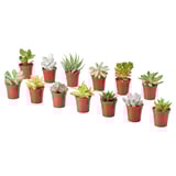 SUCCULENT Potted plant, assorted/Succulent, 6 cm