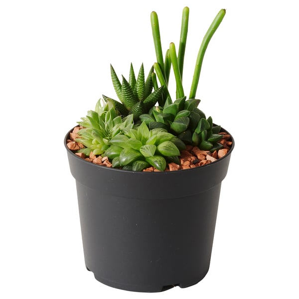 SUCCULENT Potted plant, Succulent/arrangement, 15 cm