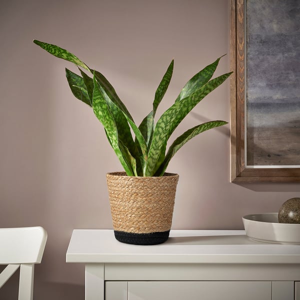 A green plant in a woven jute and cotton pot on a white table, with a frame on the wall behind.