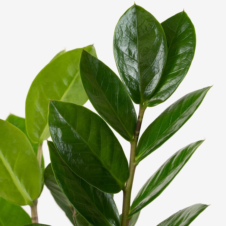 ZAMIOCULCAS potted plant, Aroid palm, 9 cm IKEA