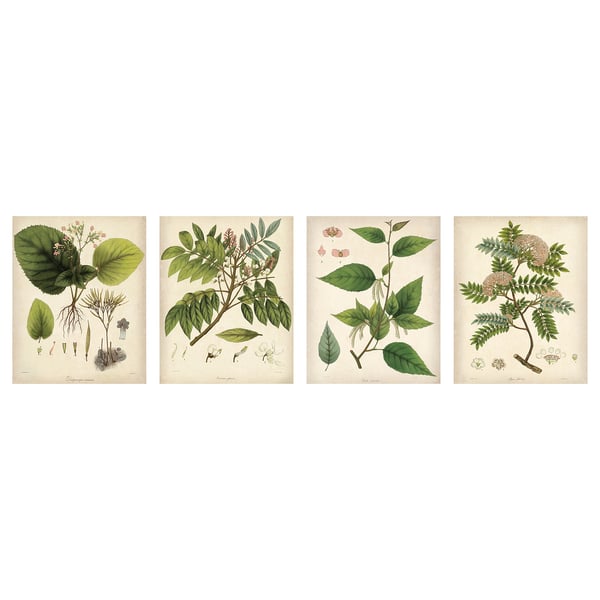 Bild ビルド ポスター 花と葉っぱ 40x50 Cm Ikea