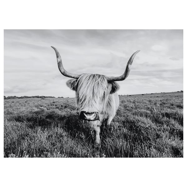 BJÖRKSTA ビョルクスタ アート, 好奇心いっぱいのウシ, 140x100 cm - IKEA