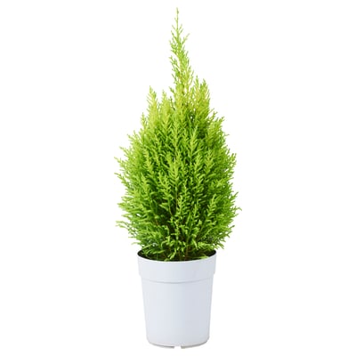 CUPRESSUS MACROCARPA 鉢植え, モントレーイトスギ, 15 cm