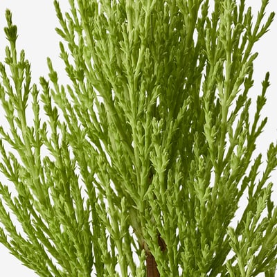 CUPRESSUS MACROCARPA 鉢植え, モントレーイトスギ, 15 cm
