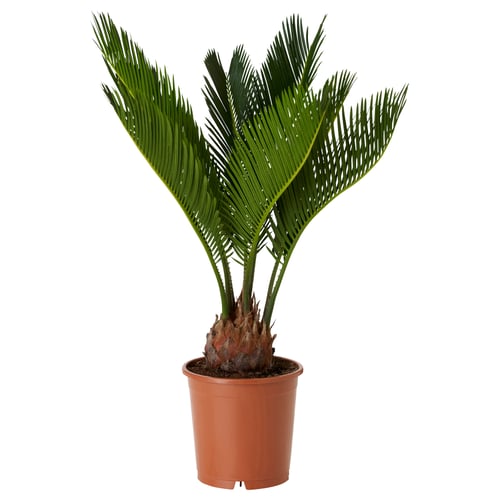 CYCAS REVOLUTA 鉢植え, ソテツ, 12 cm