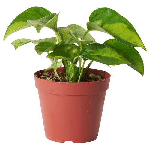 EPIPREMNUM エピプレムナム 鉢植え, ゴールデンポトス アソートプランツ, 9 cm