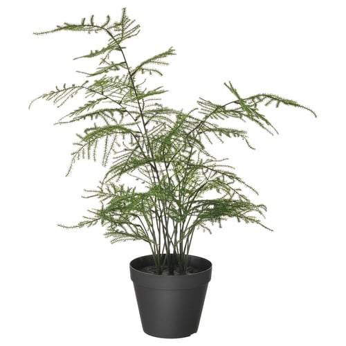 Fejka フェイカ 人工観葉植物 室内 屋外用 アスパラガス 12 Cm Ikea Fejka フェイカ 人工観葉植物 室内 屋外用 アスパラガス 12 Cm Ikea