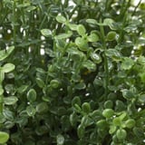 FEJKA フェイカ 人工観葉植物, 室内/屋外用 ベビーティアーズ, 9 cm