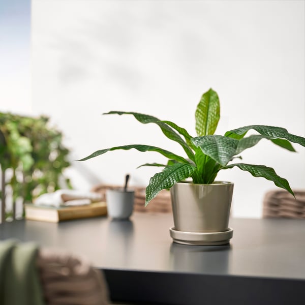 FEJKA フェイカ 人工観葉植物, 室内/屋外用 クロコダイルファーン, 12 cm