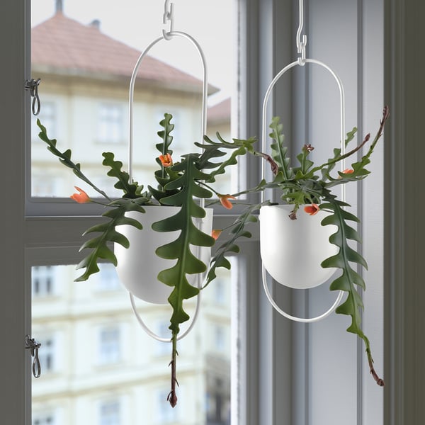 Fejka フェイカ 人工観葉植物 室内 屋外用 クジャクサボテン つり下げ型 12 Cm Ikea Fejka フェイカ 人工観葉植物 室内 屋外用 クジャクサボテン つり下げ型 12 Cm Ikea