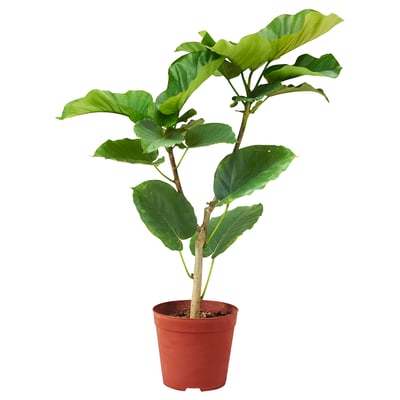FICUS UMBELLATA 鉢植え, 21 cm