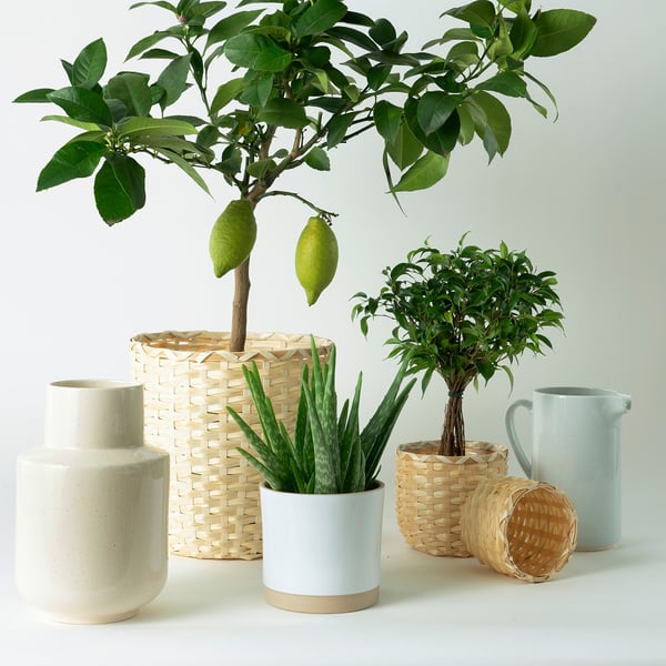 Kaffebona カフェボーナ 鉢カバー 竹 24 Cm Ikea