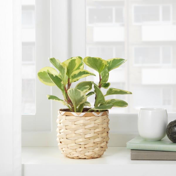 Kaffebona カフェボーナ 鉢カバー 竹 9 Cm Ikea