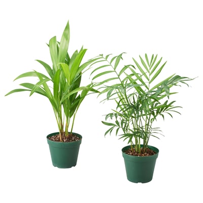 観葉植物 Ikea 公式 家具 インテリア雑貨通販 Ikea