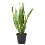 SANSEVIERIA TRIFASCIATA 鉢植え, サンセベリア, 12 cm