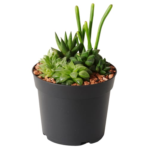 SUCCULENT 鉢植え, 多肉植物/アレンジメント, 15 cm