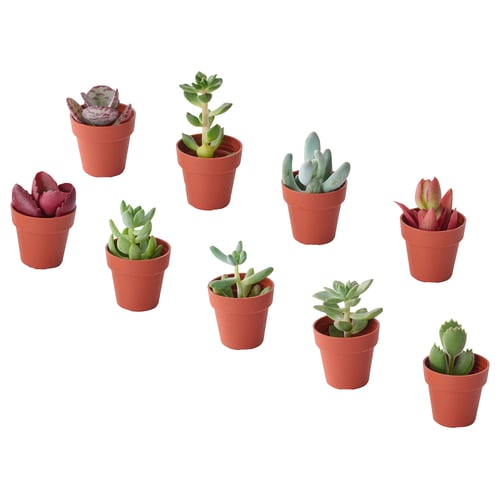 SUCCULENT 鉢植え, 多肉植物 アソートプランツ, 3 cm