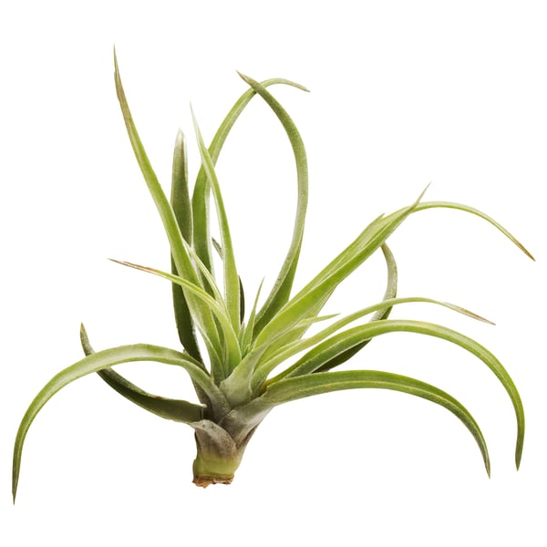 TILLANDSIA ティルランドシア エアプランツ, ティランジア