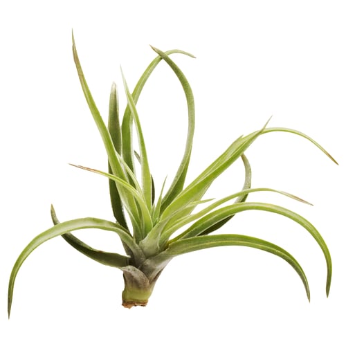 TILLANDSIA ティルランドシア エアプランツ, ティランジア