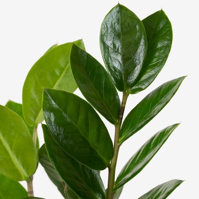 ZAMIOCULCAS 鉢植え, ザミオクルカス, 9 cm