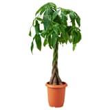 フロアプラント