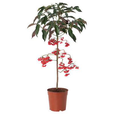 A potted ARDISIA CRENATA plant with red berries, dark green leaves, and a brown plastic pot.