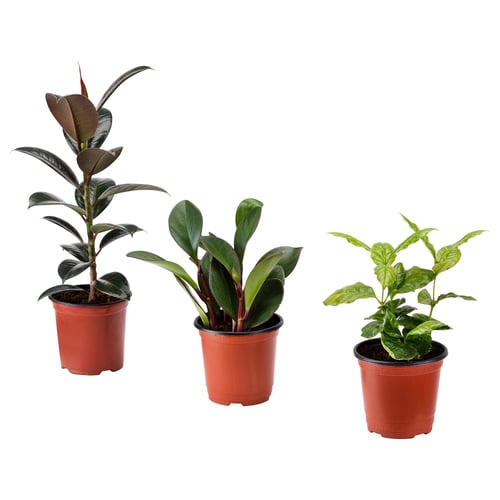Three potted plants in red polypropylene plastic pots, each with different green foliage, arranged side by side.