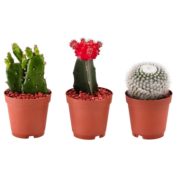 CACTACEAE Potted plant, assorted Cactus, 6 cm