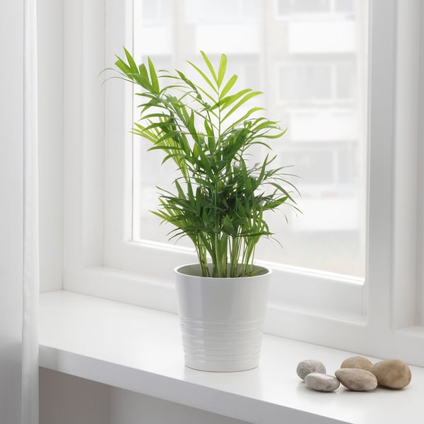 CHAMAEDOREA ELEGANS Potted plant, Parlour palm, 10 cm
