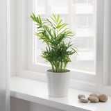 CHAMAEDOREA ELEGANS Potted plant, Parlour palm, 10 cm