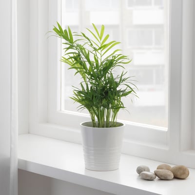CHAMAEDOREA ELEGANS Potted plant, Parlour palm, 10 cm