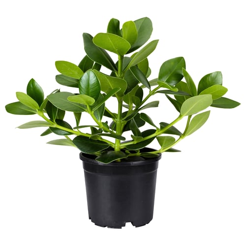Black-potted CLUSIA plant.