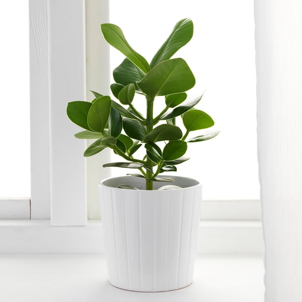CLUSIA Potted plant, Clusia, 15 cm