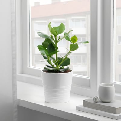 CLUSIA Potted plant, Clusia, 15 cm
