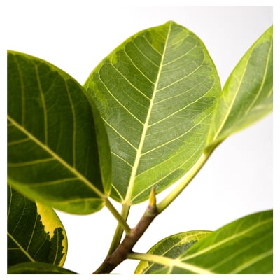 FICUS BENGHALENSIS Potted plant, banyan, 21 cm