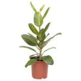 FICUS BENGHALENSIS Potted plant, banyan, 21 cm
