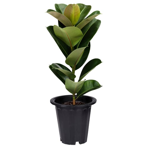 FICUS ELASTICA: vibrant green leaves on stalks, potted in black plastic container.