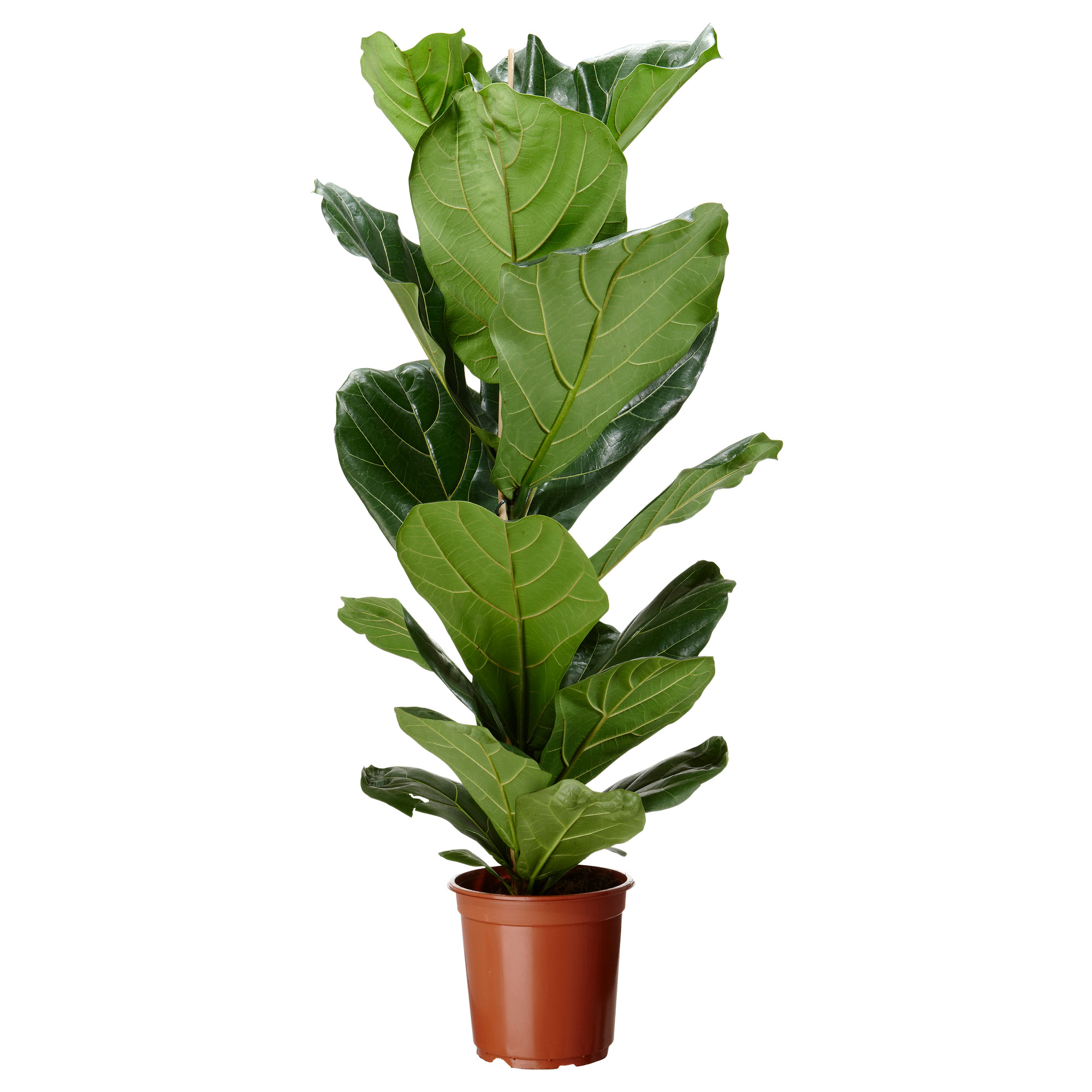 FICUS LYRATA Potted plant fiddleleaf fig IKEA