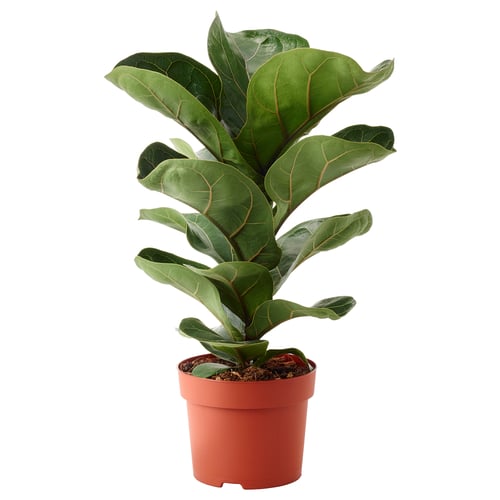 FICUS LYRATA potted - green & red-brown leaves